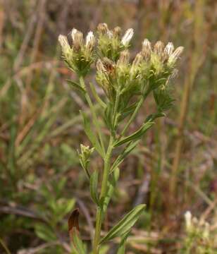 Image of Columbian whitetop aster