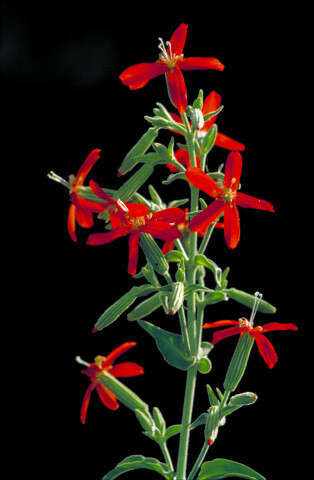 Image of royal catchfly