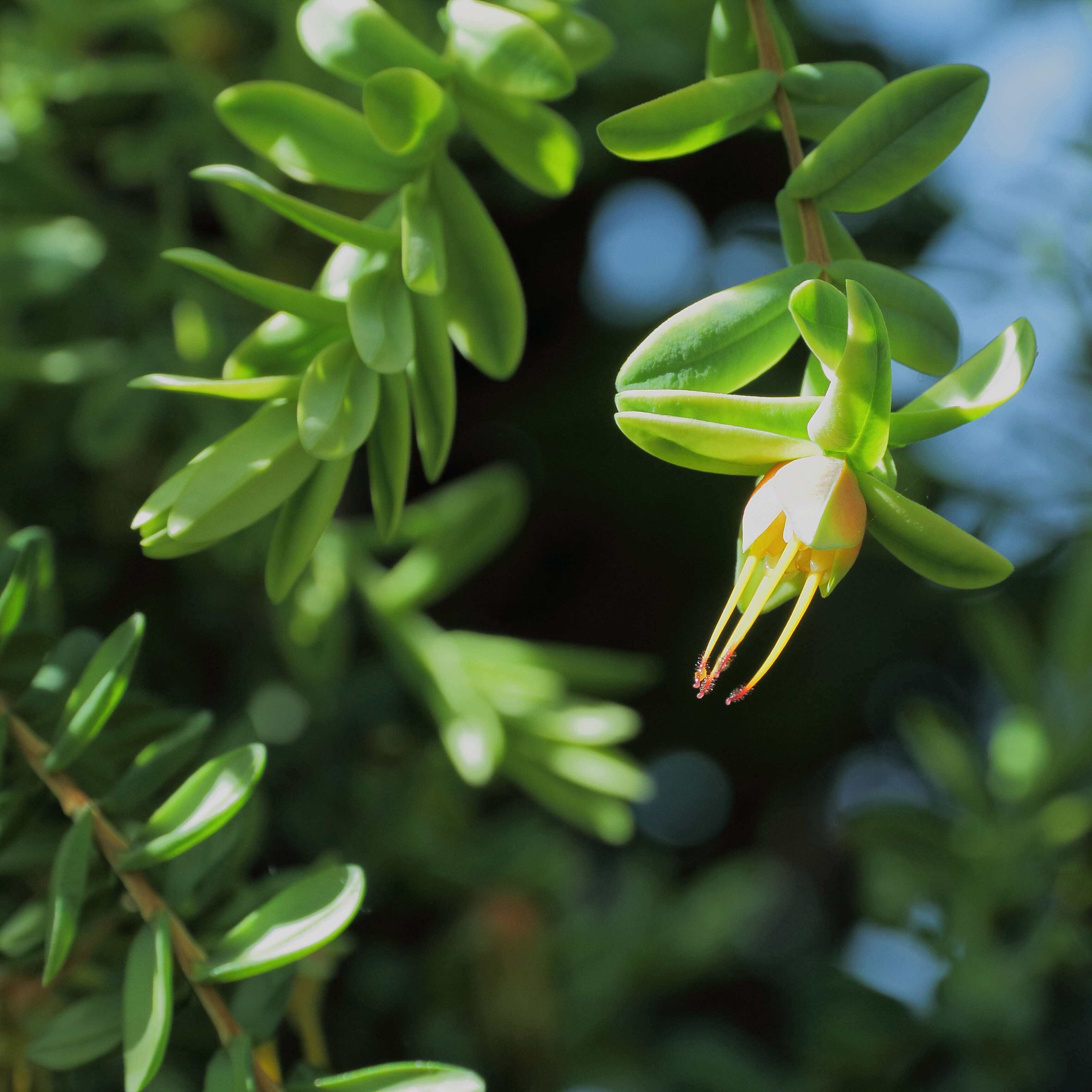 Image of Darwinia citriodora (Endl.) Benth.