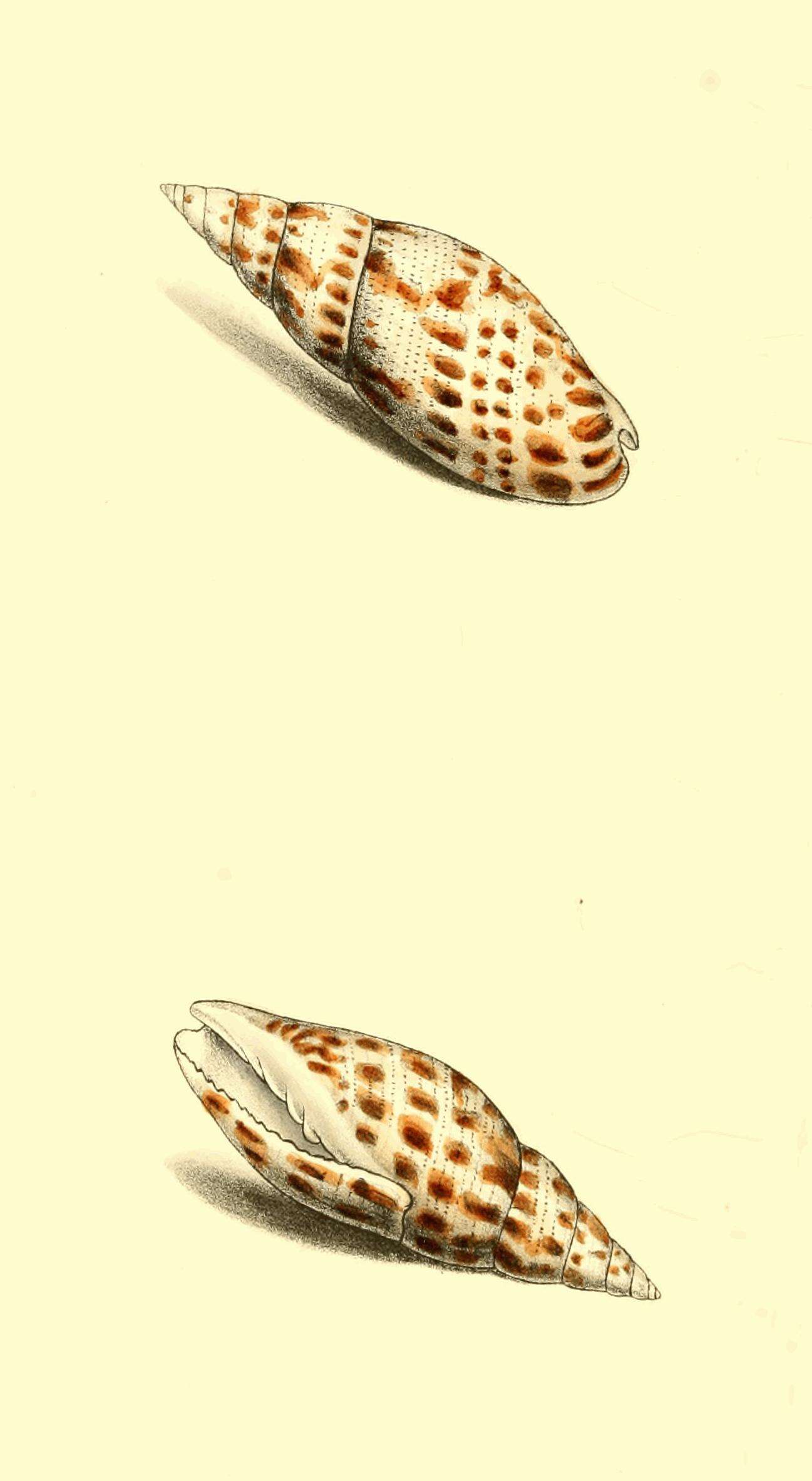 Image of Quasimitra cardinalis (Gmelin 1791)