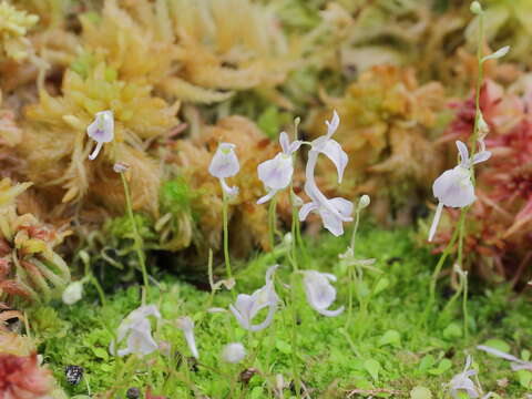 Image of Utricularia sandersonii Oliv.