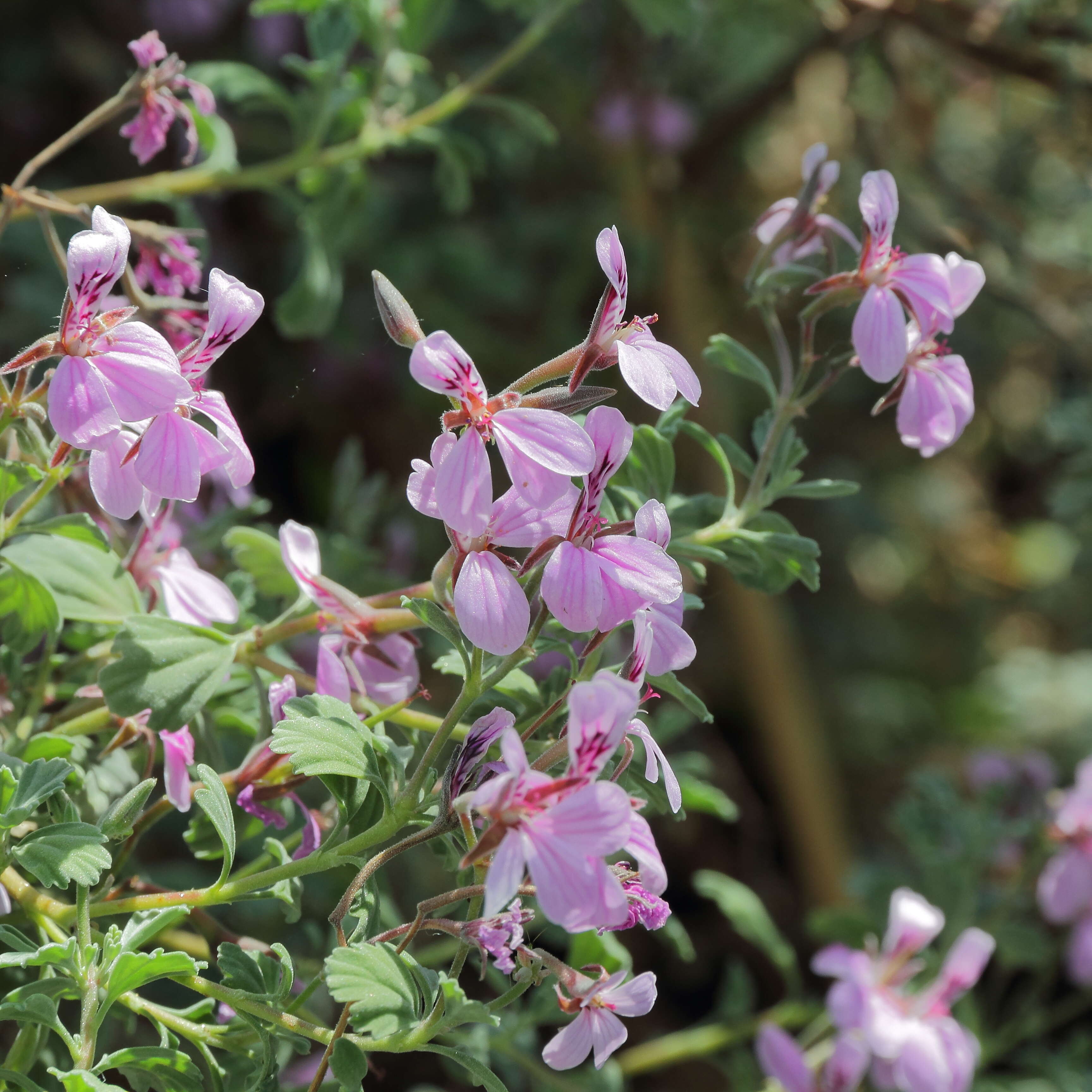 Imagem de Pelargonium exstipulatum (Cav.) L'Her.