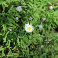 Image of Rhodanthe anthemoides (Spreng.) P. G. Wilson