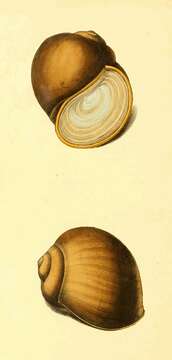 Image of Apple snail