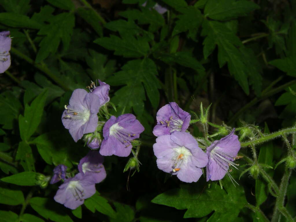 Phacelia bipinnatifida Michx. resmi