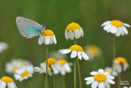 Image of Green-underside Blue