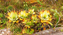 Image of Brocchinia tatei L. B. Sm.