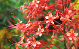 Imagem de Clerodendrum paniculatum L.