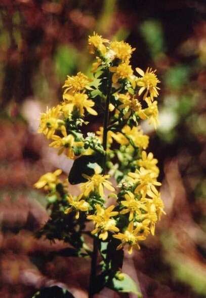Image of hairy-seed goldenrod
