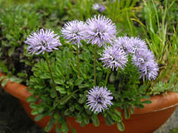 Image de Globularia meridionalis (Podp.) O. Schwarz