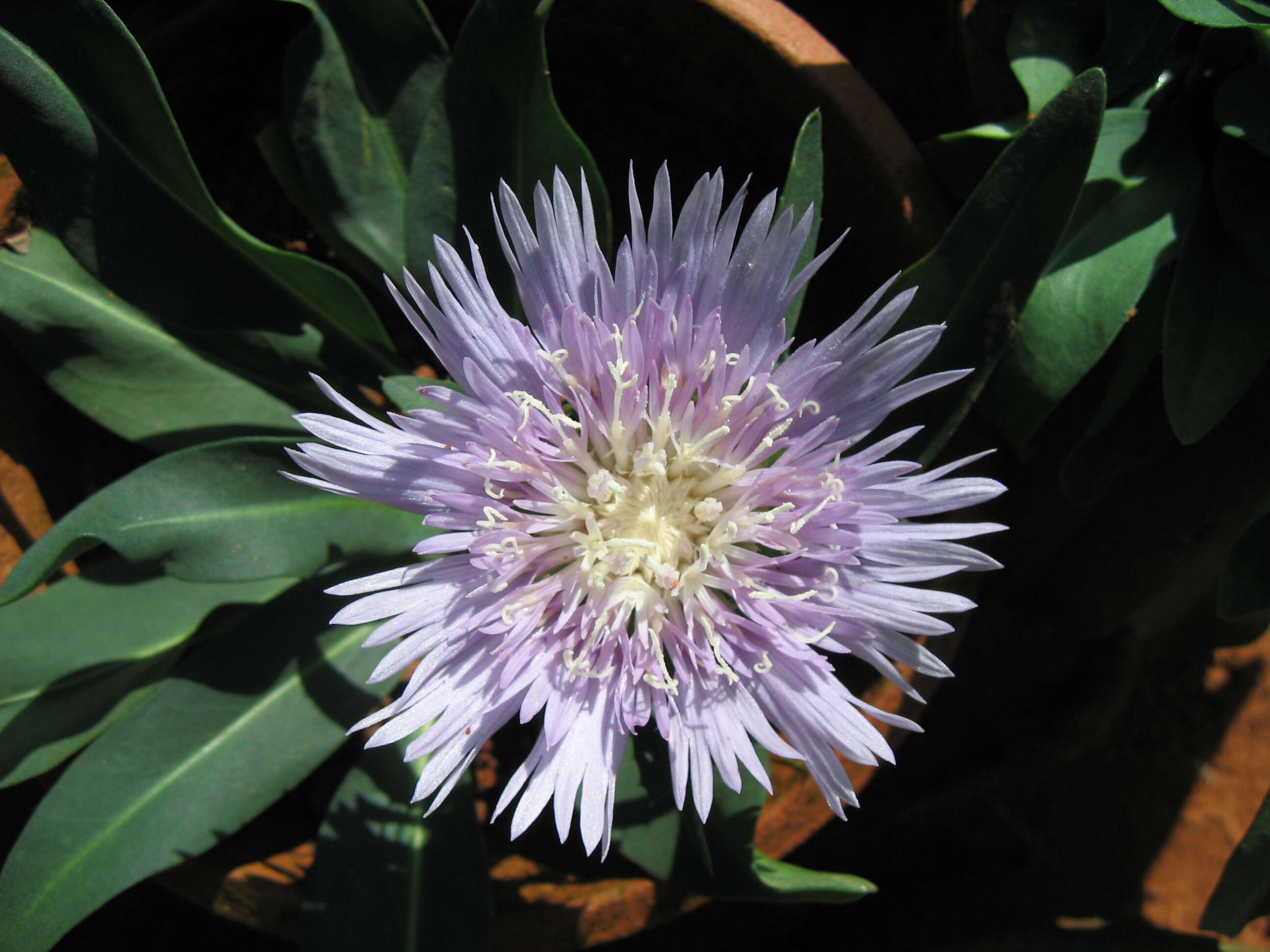 Image of Stokesia