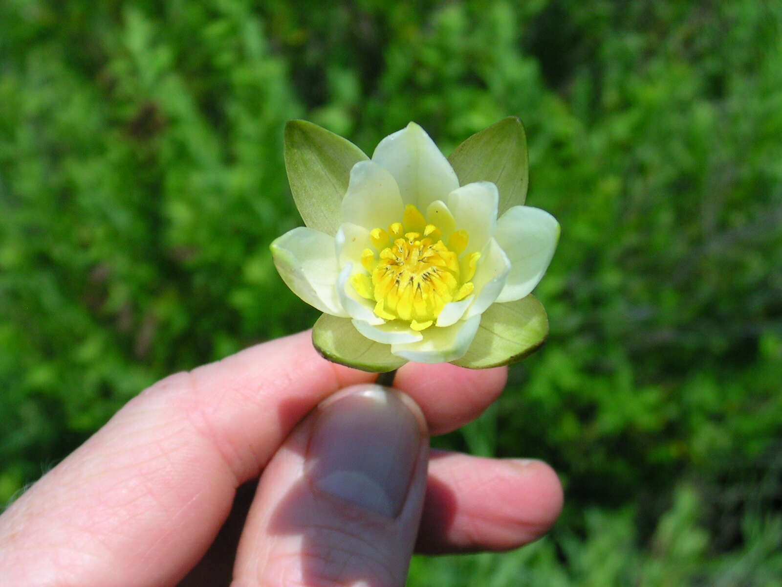 Image of Leiberg's waterlily