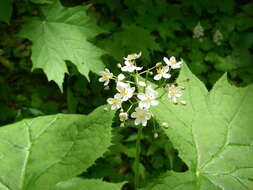 Image of American umbrellaleaf