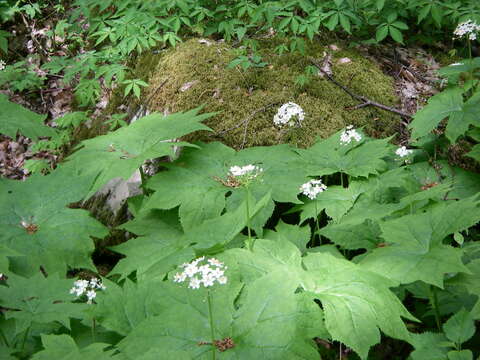 Image of American umbrellaleaf