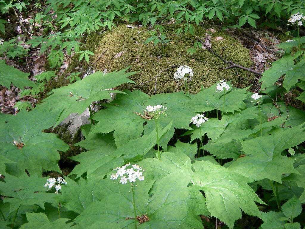 Image de Diphylleia cymosa Michx.