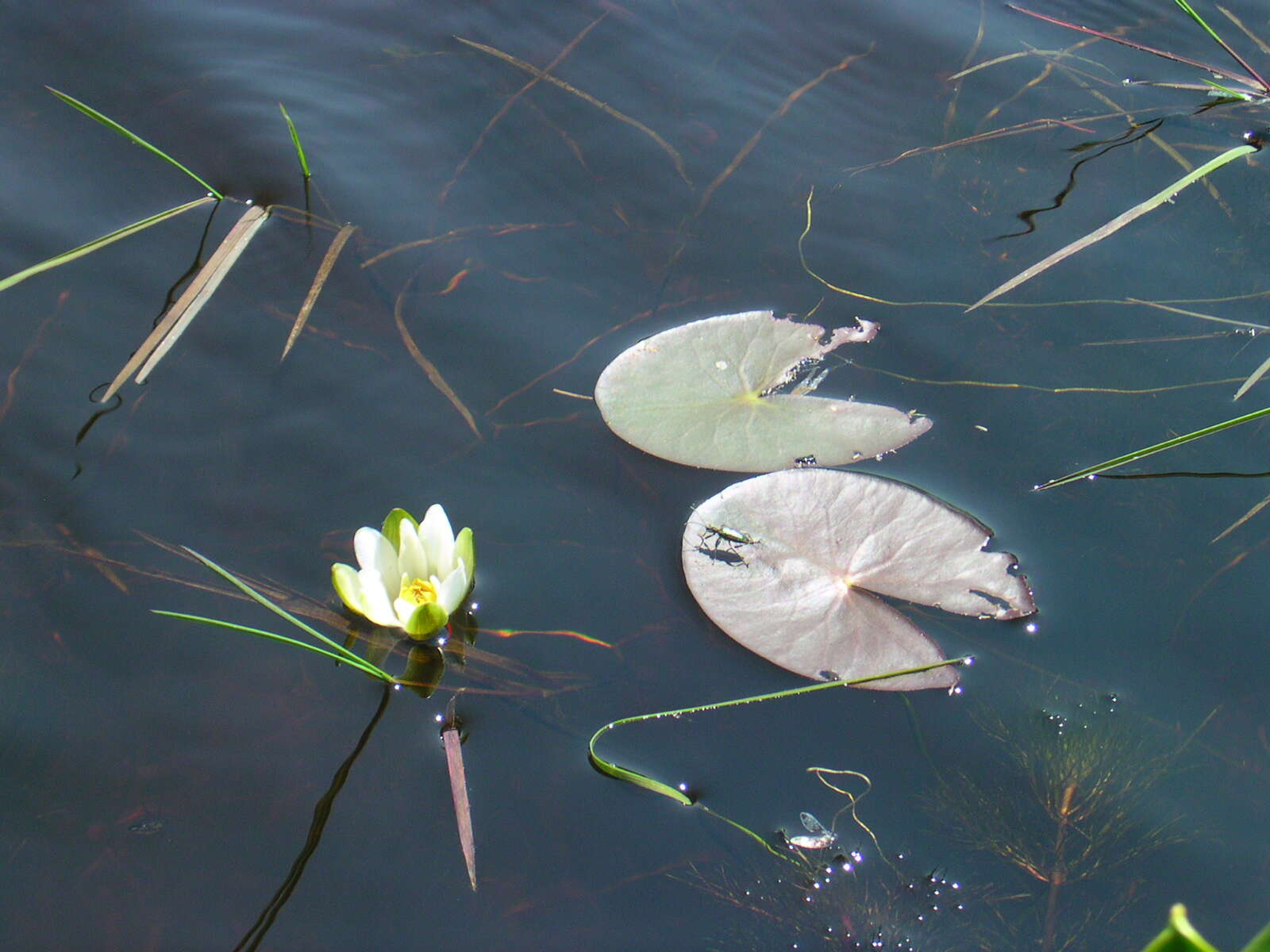 Image de Nymphaea leibergii Morong