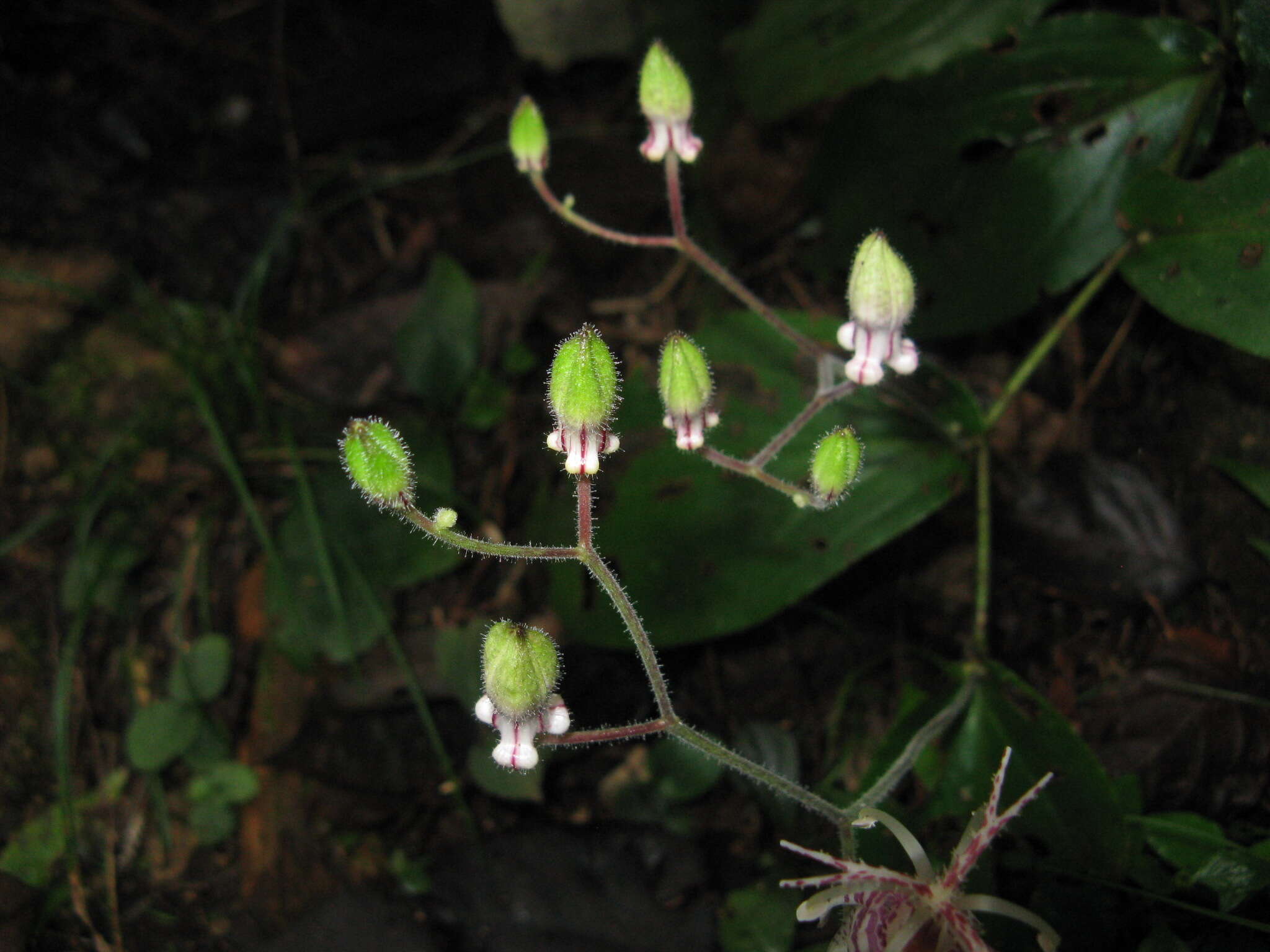 Image of Tricyrtis macropoda Miq.