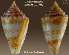 Image de Conasprella wakayamaensis (Kuroda 1956)