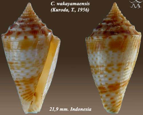 Image of Conasprella wakayamaensis (Kuroda 1956)