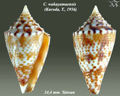 Image of Conasprella wakayamaensis (Kuroda 1956)