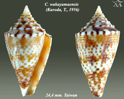 Image de Conasprella wakayamaensis (Kuroda 1956)