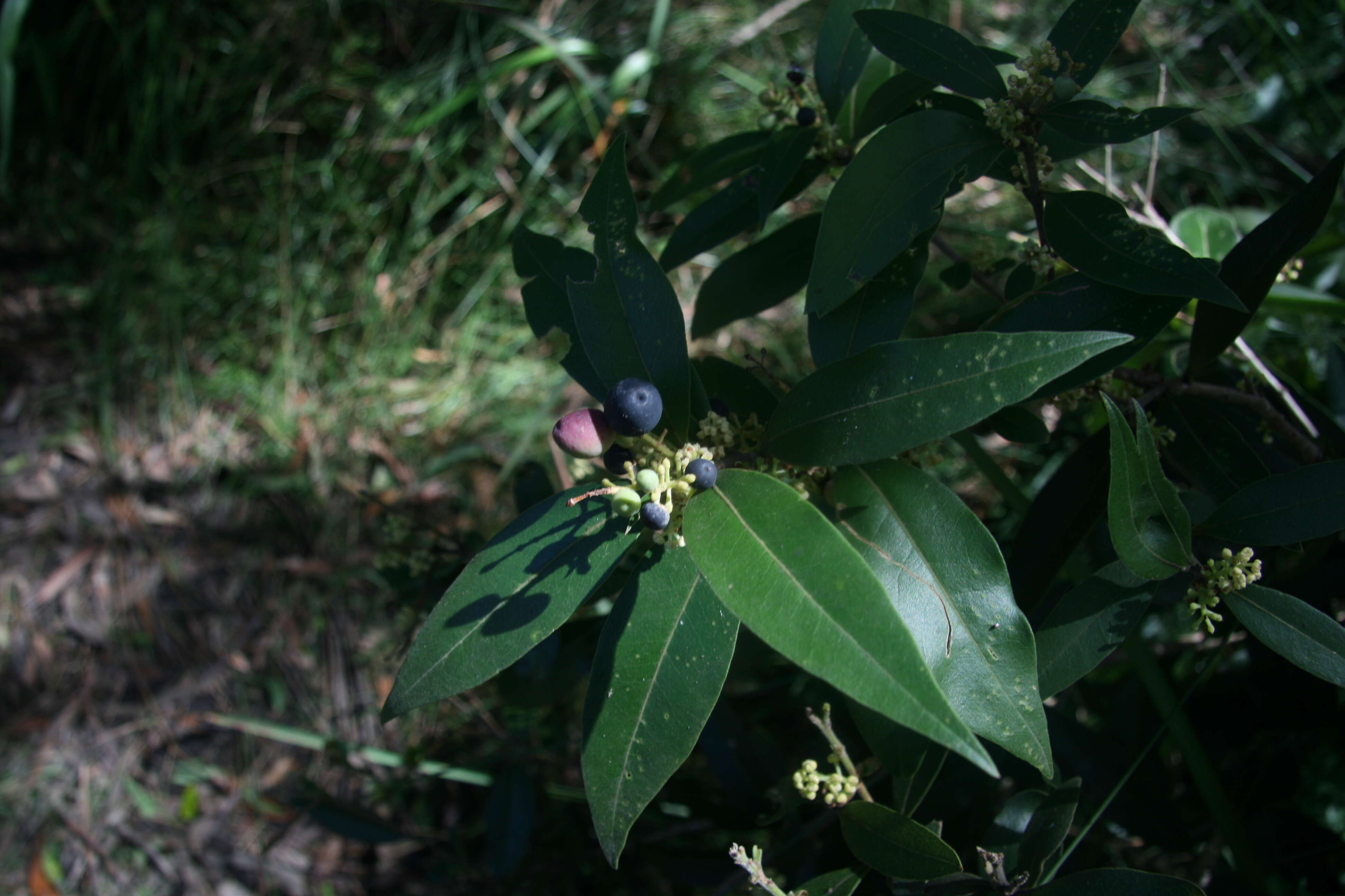 صورة Notelaea venosa F. Muell.