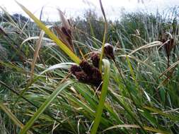 Image of Cyperus ustulatus A. Rich.