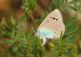 Image of Green-underside Blue