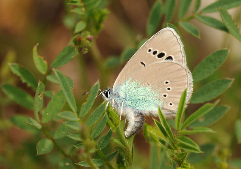 Image of Green-underside Blue