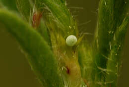 Image of Green-underside Blue