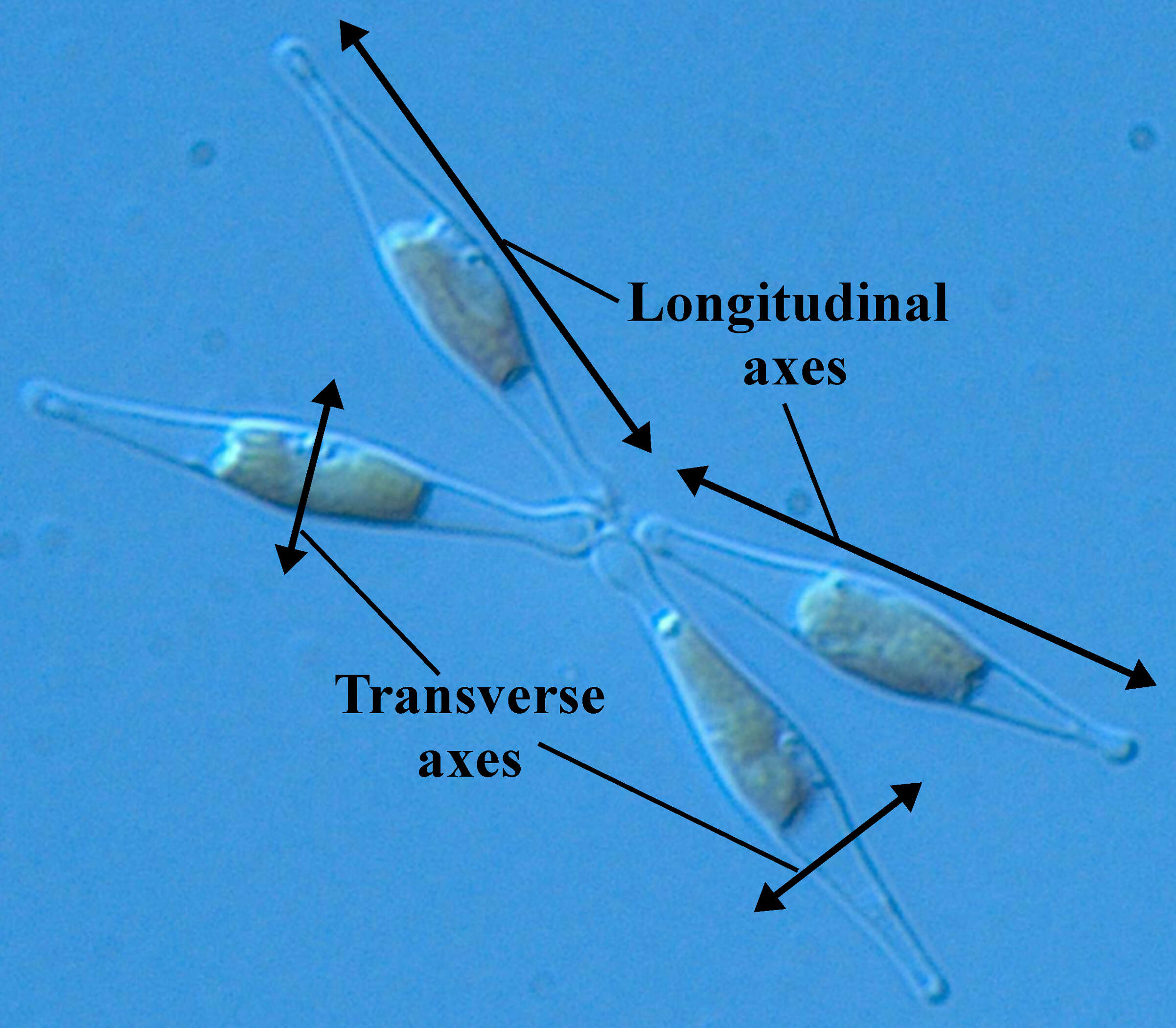 Image of Phaeodactylum tricornutum