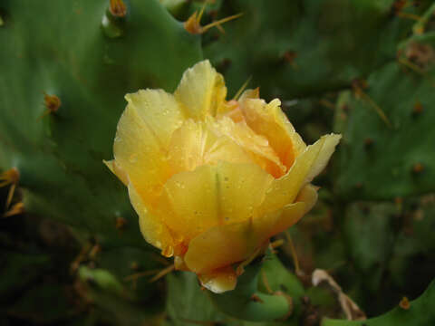 Image of Opuntia dillenii