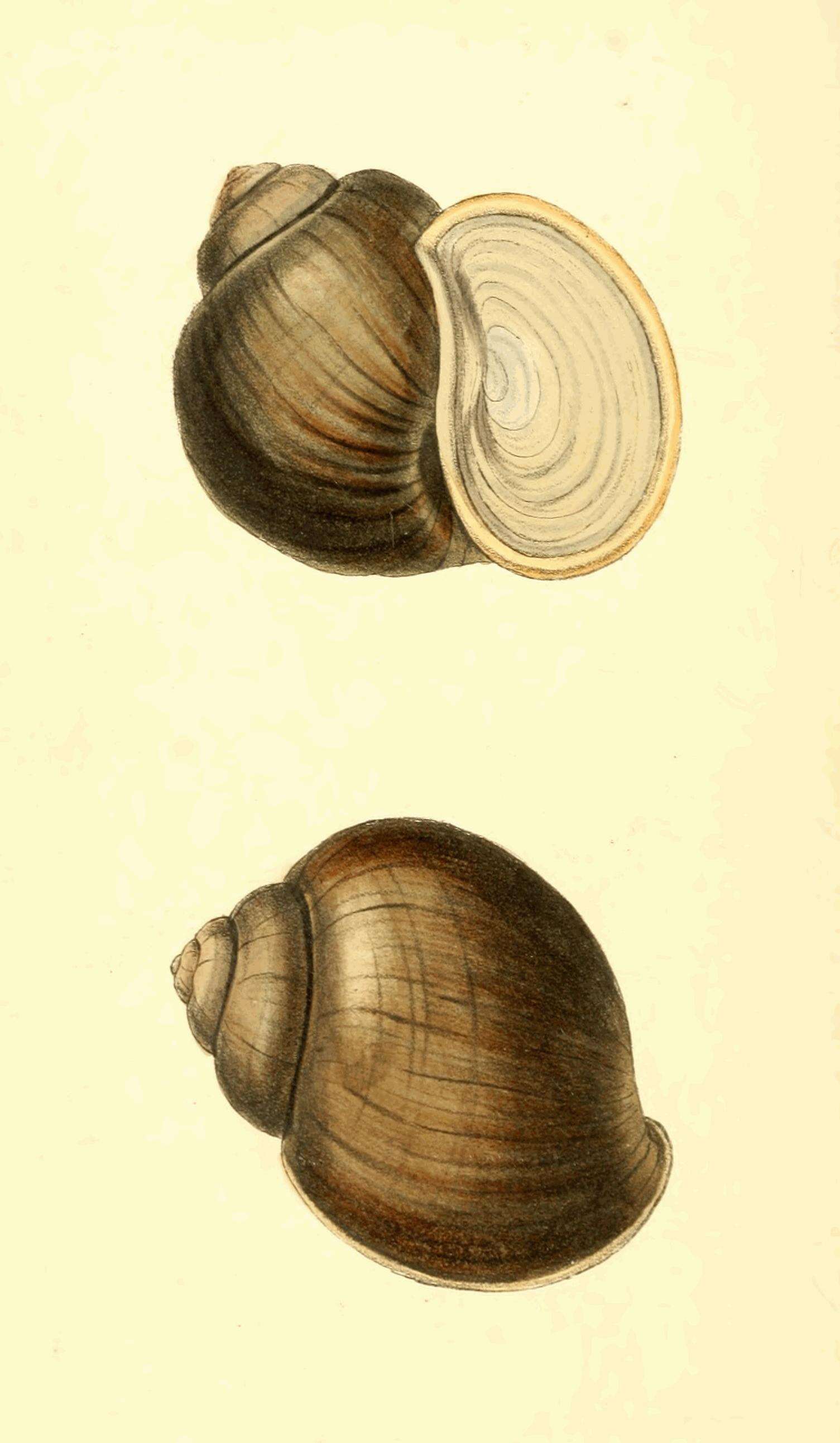 Image of Apple snail