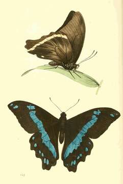 Image of Papilio sosia Rothschild & Jordan 1903