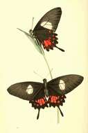 Sivun Papilio torquatus Cramer (1777) kuva