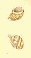 Image of Babylonia lutosa (Lamarck 1816)