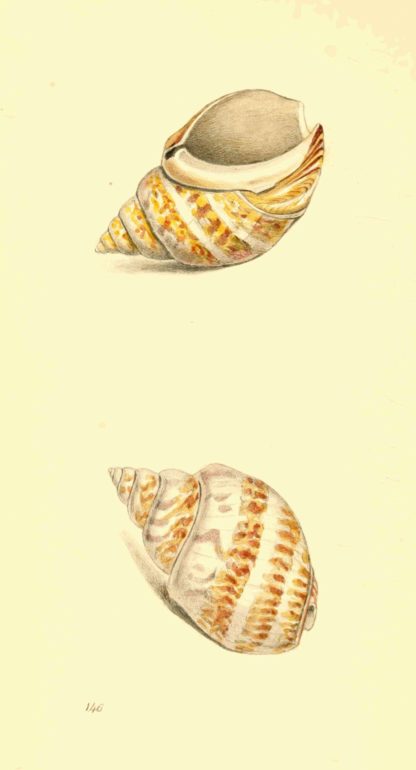 Слика од Babylonia lutosa (Lamarck 1816)