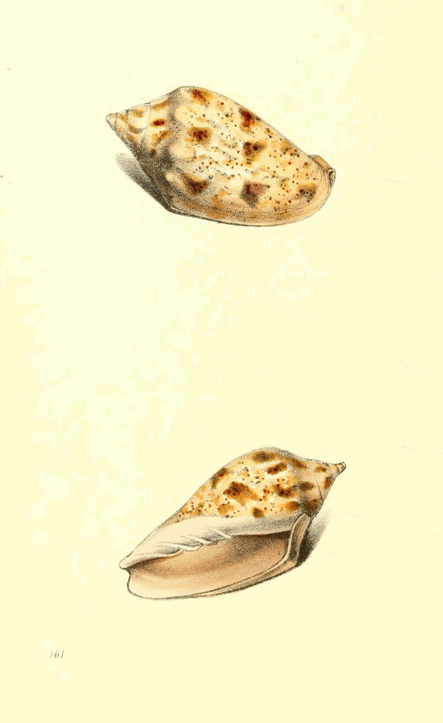 Image of Cymbiola pulchra (G. B. Sowerby I 1825)