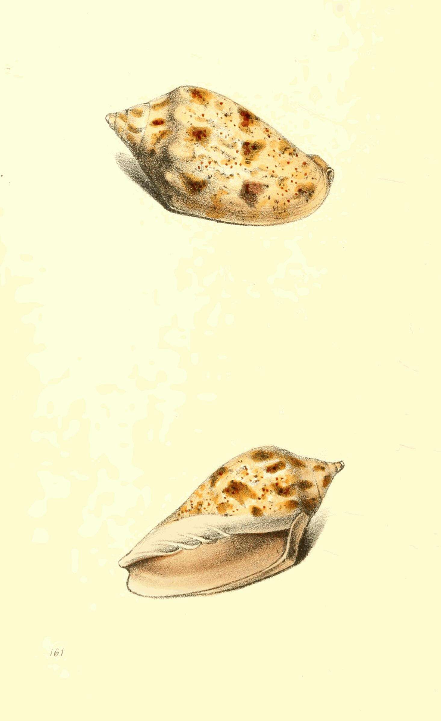 Image de Cymbiola pulchra (G. B. Sowerby I 1825)