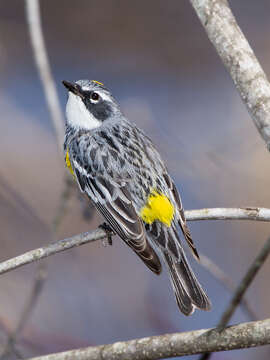 Image of Myrtle Warbler