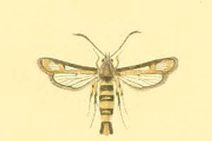 Image of Bembecia flavida