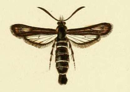 Image of Bembecia hymenopteriformis