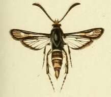 Image of Bembecia hymenopteriformis