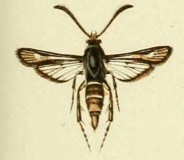 Image of Bembecia hymenopteriformis