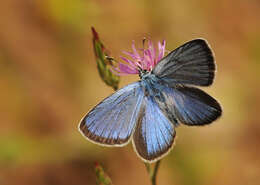 Image of Green-underside Blue