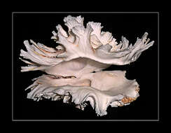 Image of Mollusca