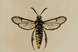 Image of Eusphecia pimplaeformis