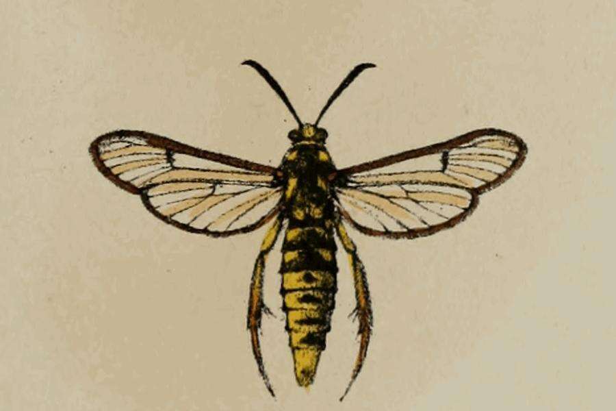 Image of Eusphecia pimplaeformis