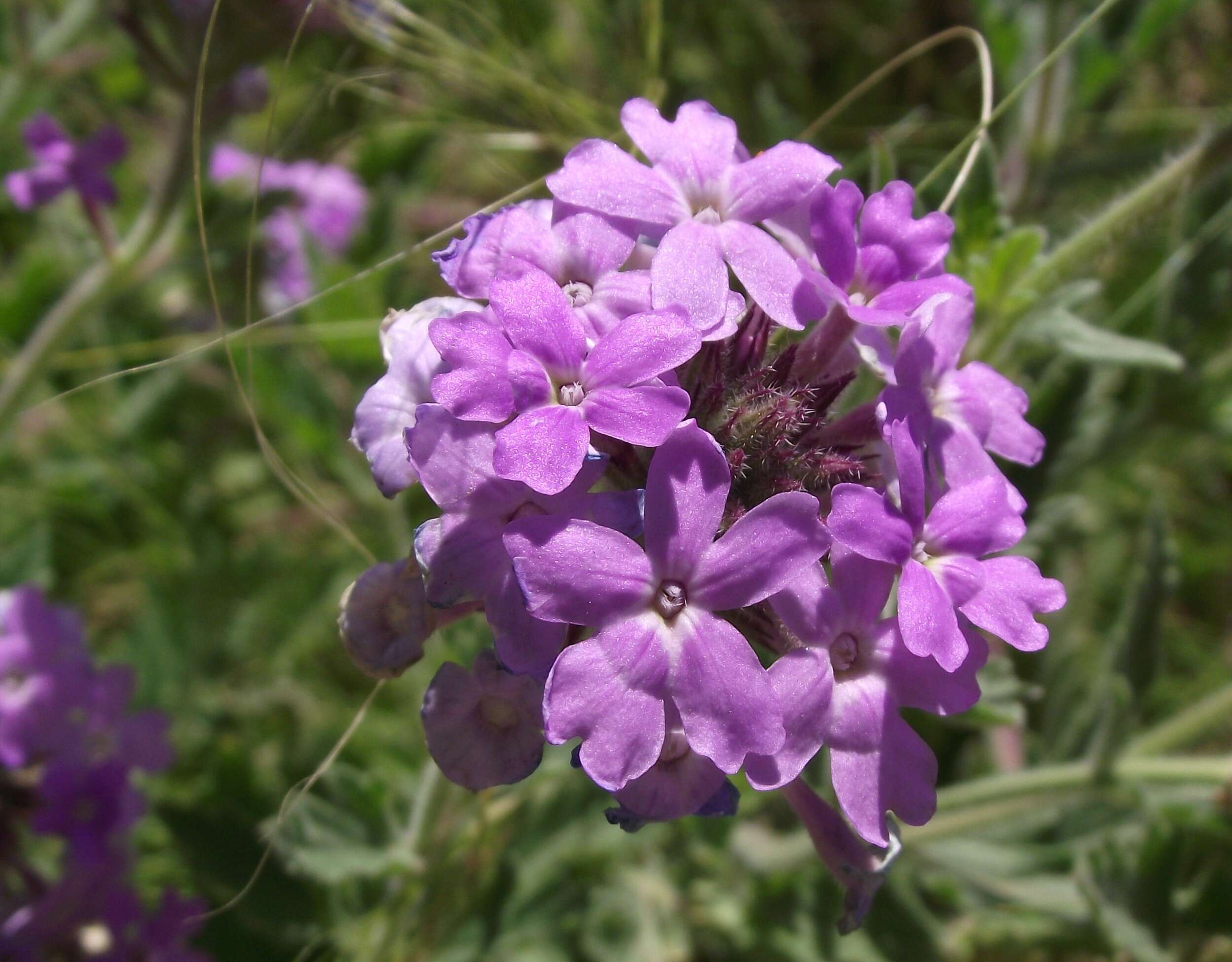 Image of southwestern mock vervain