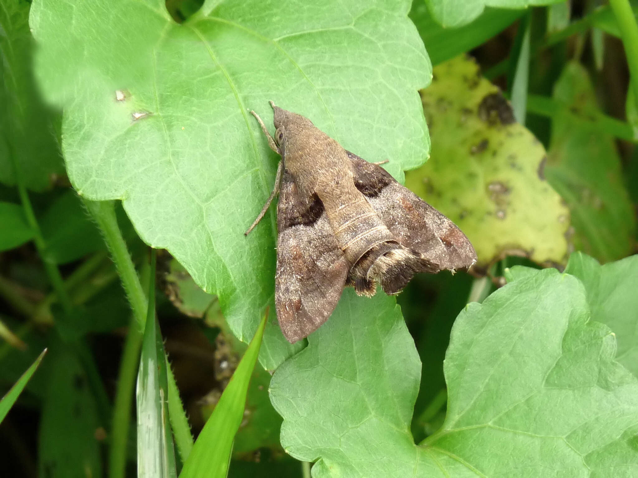 Image of Macroglossum gyrans Walker 1856